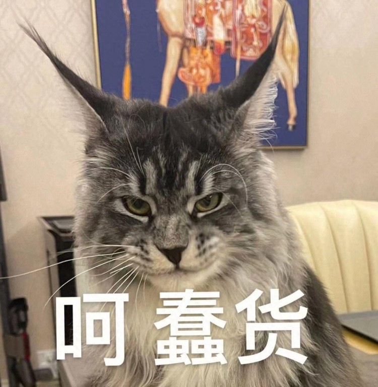 原来缅因猫这么可怕难怪养过的人都说后悔了！