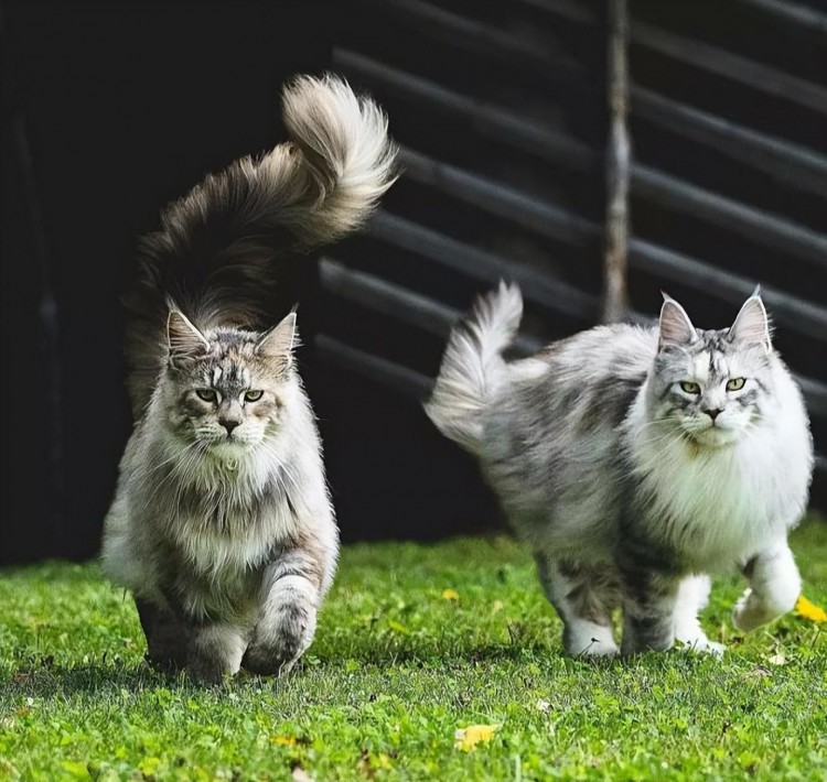 原来缅因猫这么可怕难怪养过的人都说后悔了！