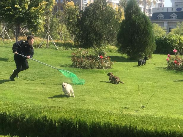 暖心！东胜区上千只流浪犬找到了温暖的家