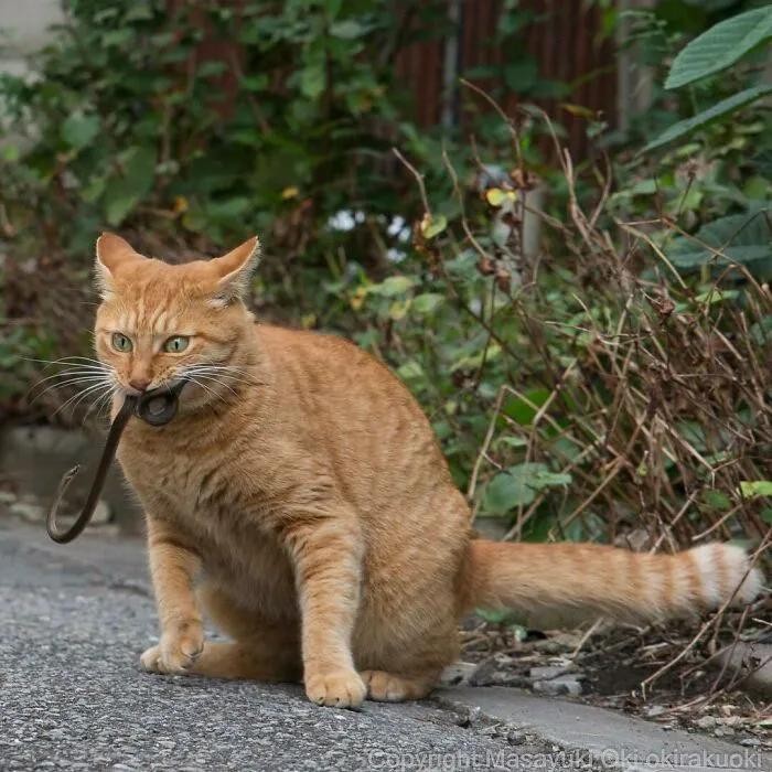 45张温暖治愈的流浪猫图片：原来流浪猫咪也可以有春天