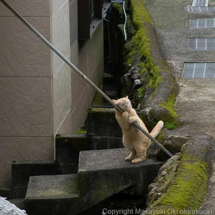 45张温暖治愈的流浪猫图片：原来流浪猫咪也可以有春天