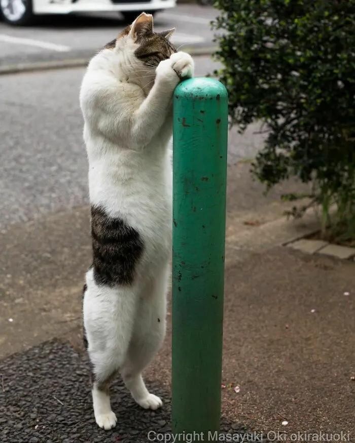 45张温暖治愈的流浪猫图片：原来流浪猫咪也可以有春天