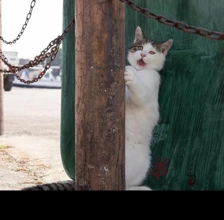 45张温暖治愈的流浪猫图片：原来流浪猫咪也可以有春天