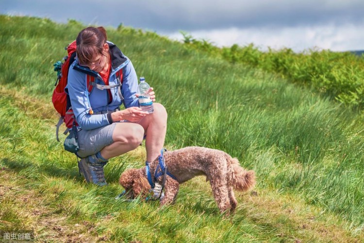 贵宾犬虽爱舔人但舔这些地方其实是有事要告诉你！