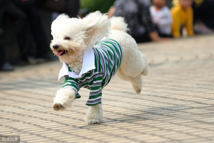 贵宾犬虽爱舔人但舔这些地方其实是有事要告诉你！