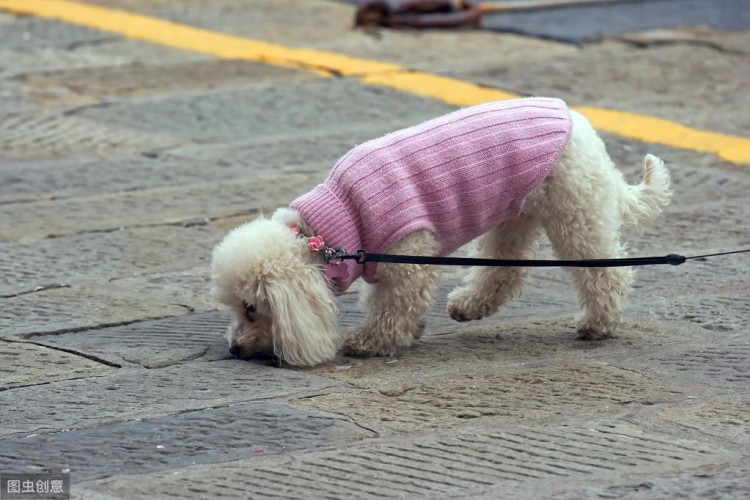 贵宾犬虽爱舔人但舔这些地方其实是有事要告诉你！