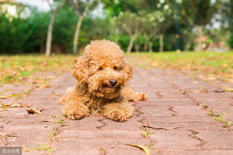 贵宾犬虽爱舔人但舔这些地方其实是有事要告诉你！