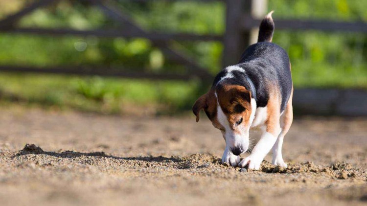 史努比原型比格犬你怎么还被小香猪给欺负了