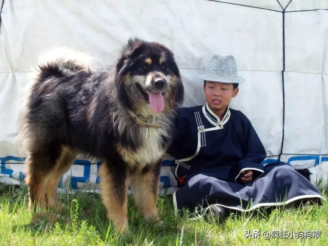 这40种土狗其实都是超酷的品种犬