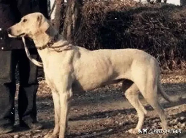 这40种土狗其实都是超酷的品种犬