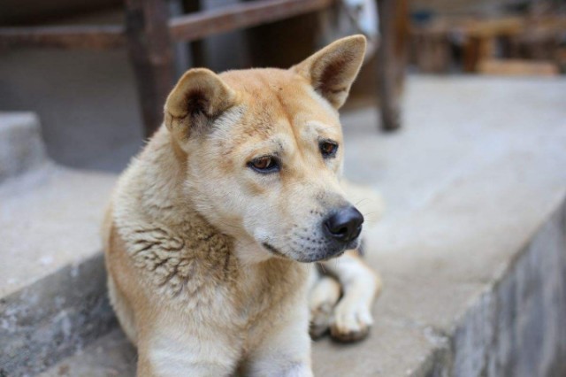 中华田园犬和秋田犬打架谁会赢