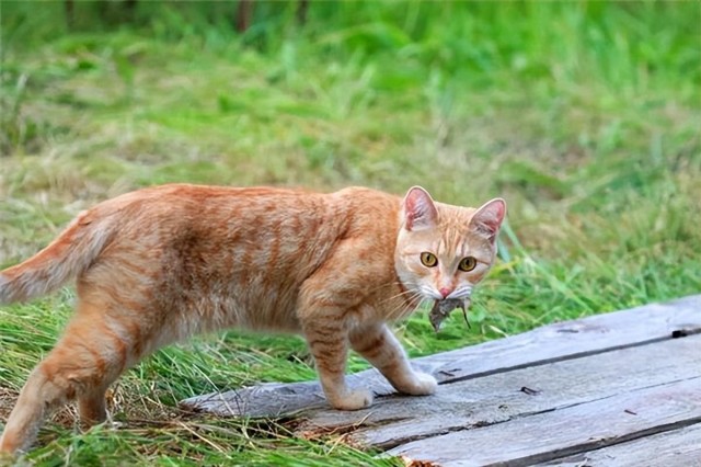 养猫5年总结：田园猫最好养没有之一