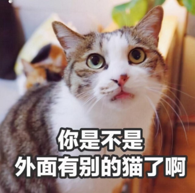 这种猫，一旦认主，你就很难脱身