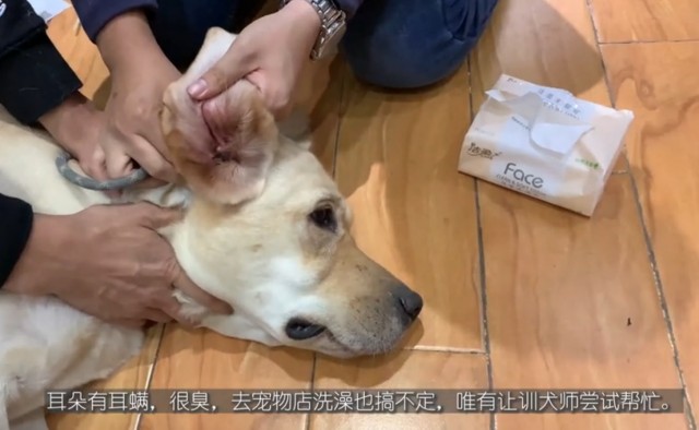 70多斤拉布拉多患耳疾，主人没法上药，两个训犬师才镇住它