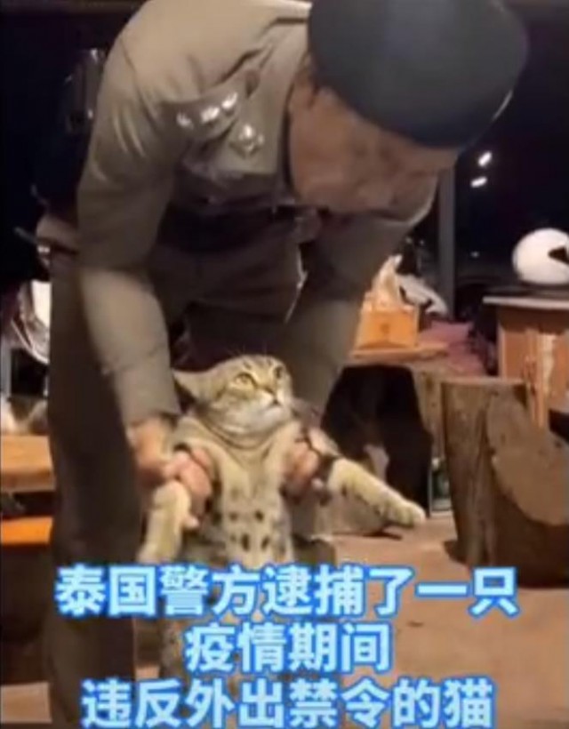 因为晚上不睡觉而被警察逮捕的猫在网上走红，笑哭一群网友