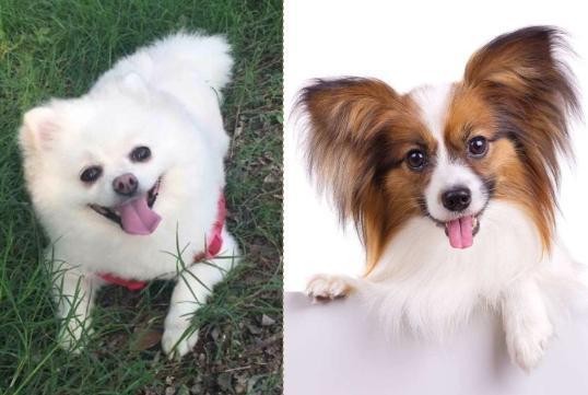 当蝴蝶犬遇上博美犬，谁略胜一筹？你更喜欢哪种狗狗？