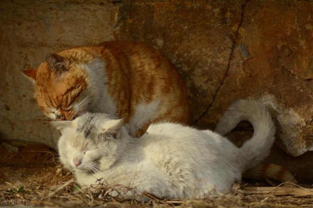 遇到流浪猫，不喜欢也不要伤害它们