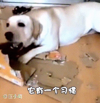 来自训犬师的劝退拉布拉多缺点N多你们还敢养