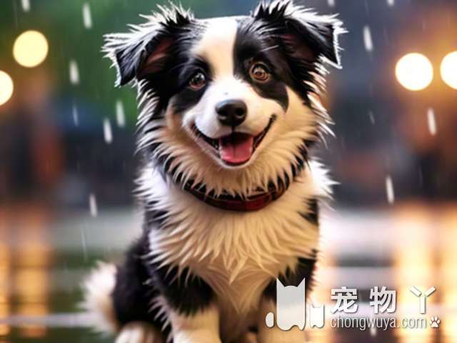 银狐犬的利与弊